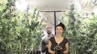 Marihuana Television News 13