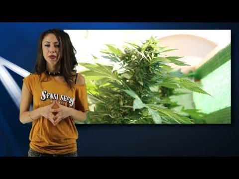 Marihuana Television News16