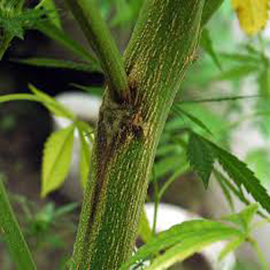 Resultado de imagen de fusarium en cannabis
