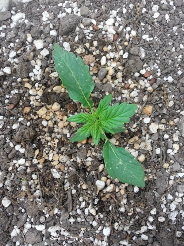 cheeseautoflowering_9255_aomw.jpg