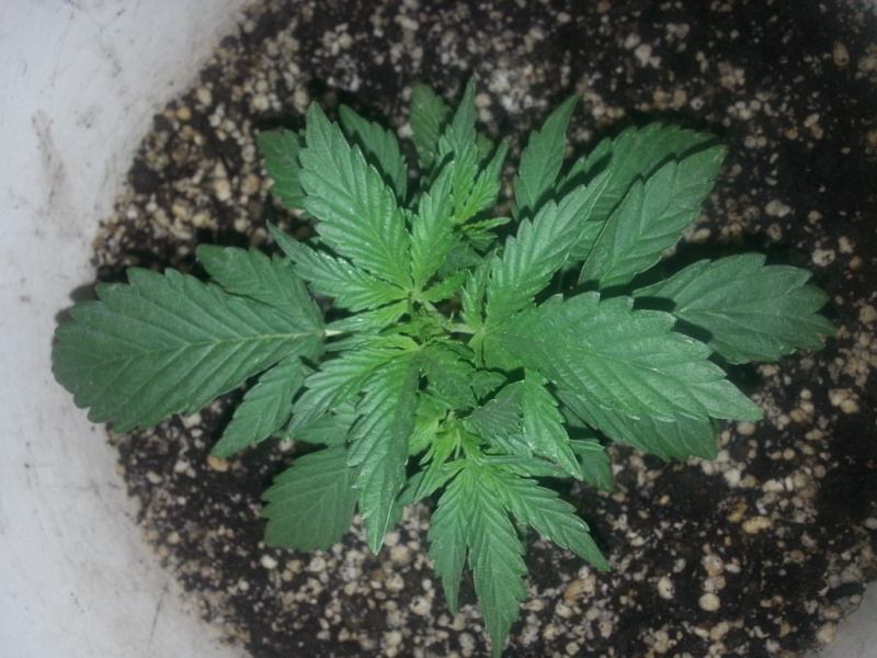 cheeseautoflowering_9255_dvyv.jpg