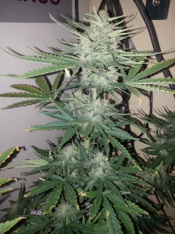 cheeseautoflowering_9255_osbk.jpg