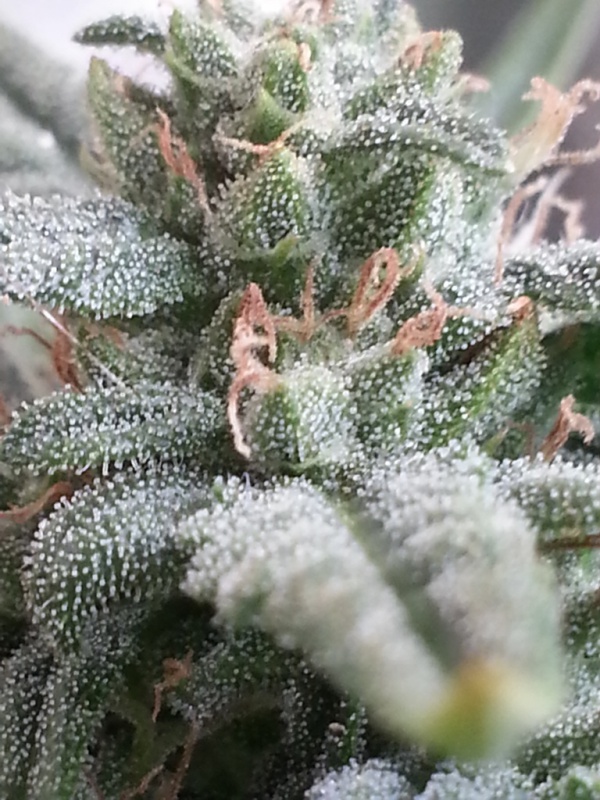 cheeseautoflowering_9255_rwfs.jpg