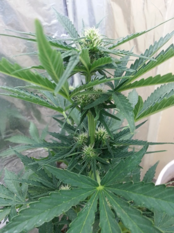 cheeseautoflowering_9255_upas.jpg