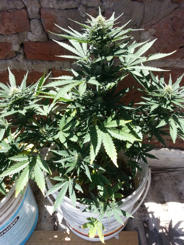 cheeseautoflowering_9255_xepf.jpg