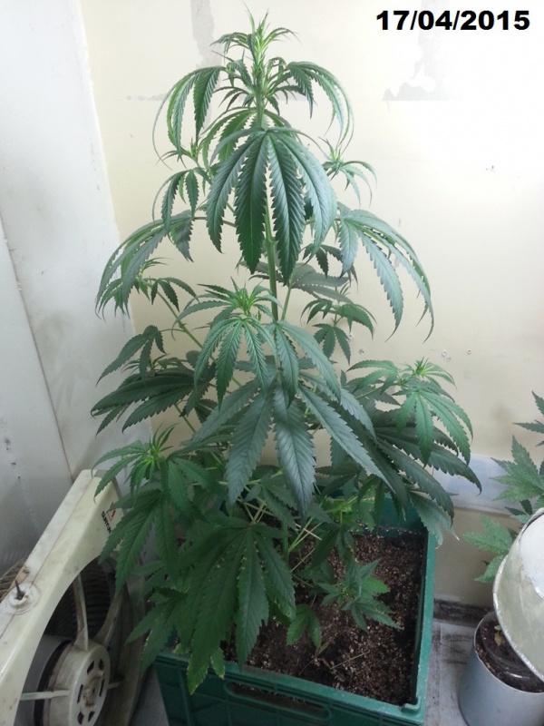 desconocidaindica_9156_tvcj.jpg