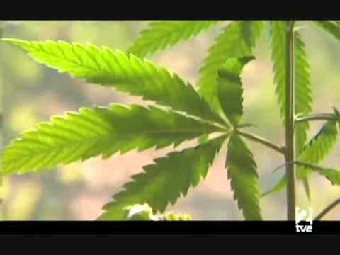 Cannabis, más que una droga