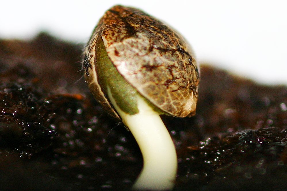 COMO GERMINAR MARIHUANA rapido y sensillo