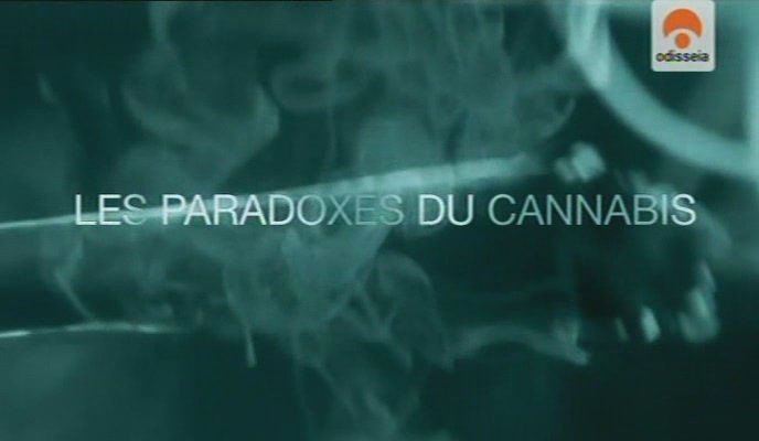 La Paradoja del Cannabis