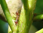 Insecticidas