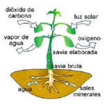 Riego y nutrientes