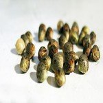 cuanto tarda en salir una semilla de marihuana cuanto tarda en germinar una semilla de marihuana cuanto tarda en salir una semilla de marihuana cuanto tarda en germinar una semilla de marihuana