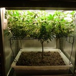 SoG,ScrOG,CO2