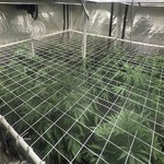 SoG,ScrOG,CO2