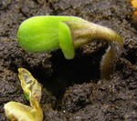 Germinacion