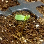 Germinacion