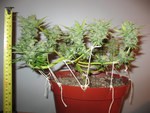 SoG,ScrOG,CO2