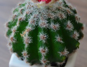 Cactus peyote: Cultivo, cosecha y preparacion