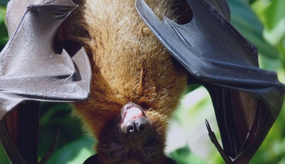 Cómo Hacer Guano de Murciélago Líquido