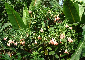 Arbol floripondio