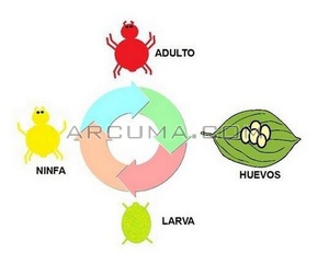 Ciclo de la araña roja