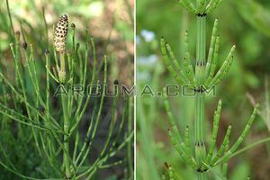 Equisetum telmateia