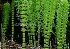 Equisetum telmateia