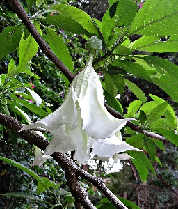 Flores blancas floripondio