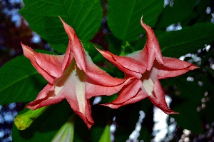 Floripondio dos flores rojas