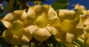Floripondio flores amarillas