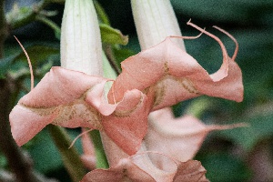 Floripondio flores rosaceas