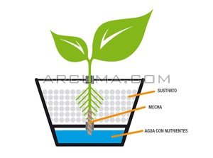 Sistema hidroponico Wick una planta