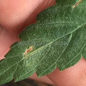 Hoja afectada por araña roja