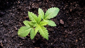 Marihuana en crecimiento