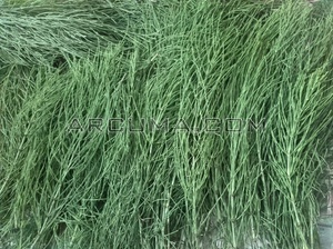 Equisetum arvense