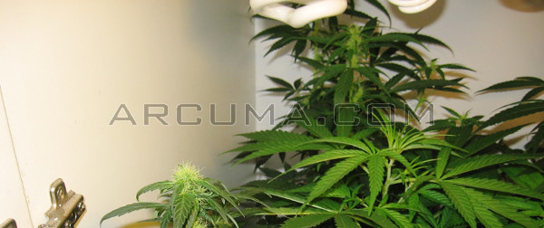 Cultivo interior de marihuana con bombillas CFL