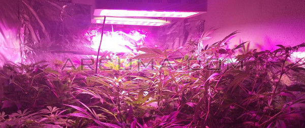 Cultivo LED interior de marihuana