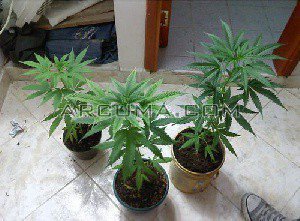 Plantar marihuana en casa