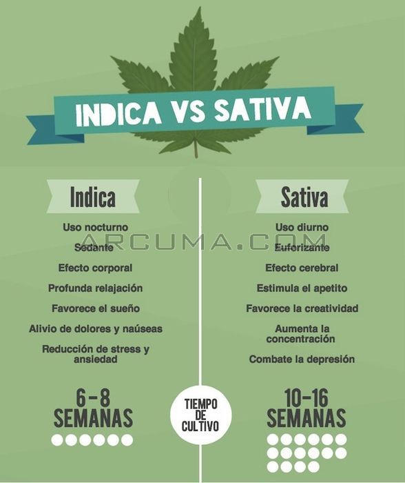 Caracteristicas marihuana indica y sativa