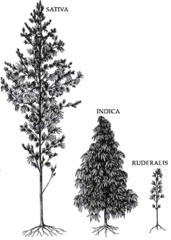 Tipos de plantas de marihuana