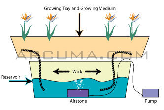 sistema hidroponico wick con piedra difusora