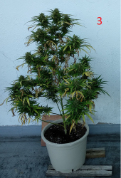 planta3.png