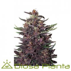 purple-kush-auto.jpg
