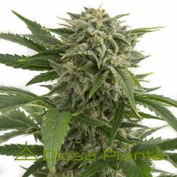 bubba-kush-auto.jpg