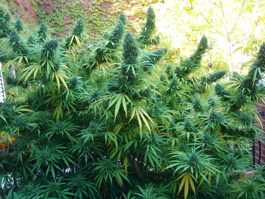 marihuana5-1024x768.jpg