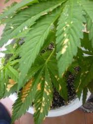 Quemaduras en las hojas de marihuana