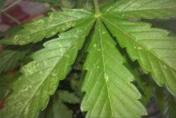 Resultado de imagen para manchas blancas en las hojas de marihuana