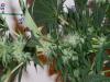 post-420-14535357967716_thumb.jpg