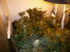 post-420-14535358034101_thumb.jpg