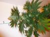 post-420-14535358035613_thumb.jpg